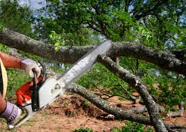 Best Emergency Tree Removal  in Monte Vista, CO