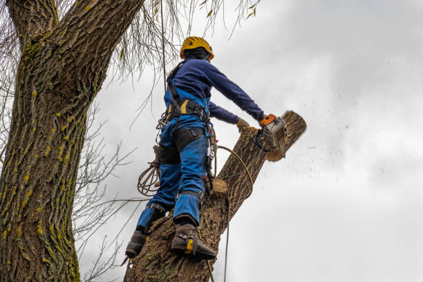 Best Palm Tree Trimming  in Monte Vista, CO