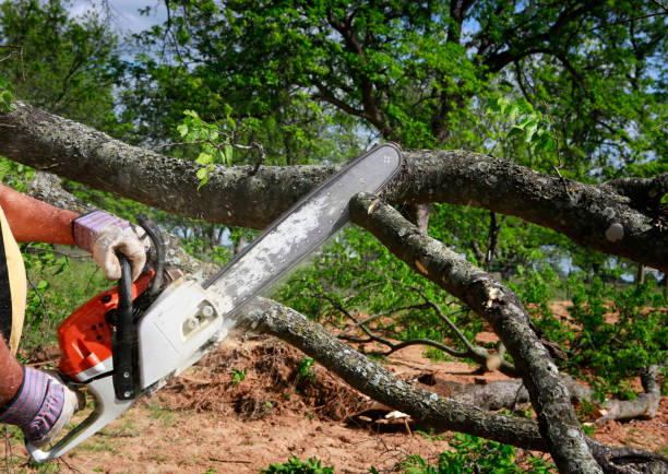 Best Tree Risk Assessment  in Monte Vista, CO